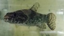 Wolf fish aimara - suriname — 15